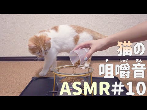 【ASMR】カリカリ＆ちゅーるを食べる 猫の咀嚼音 #10