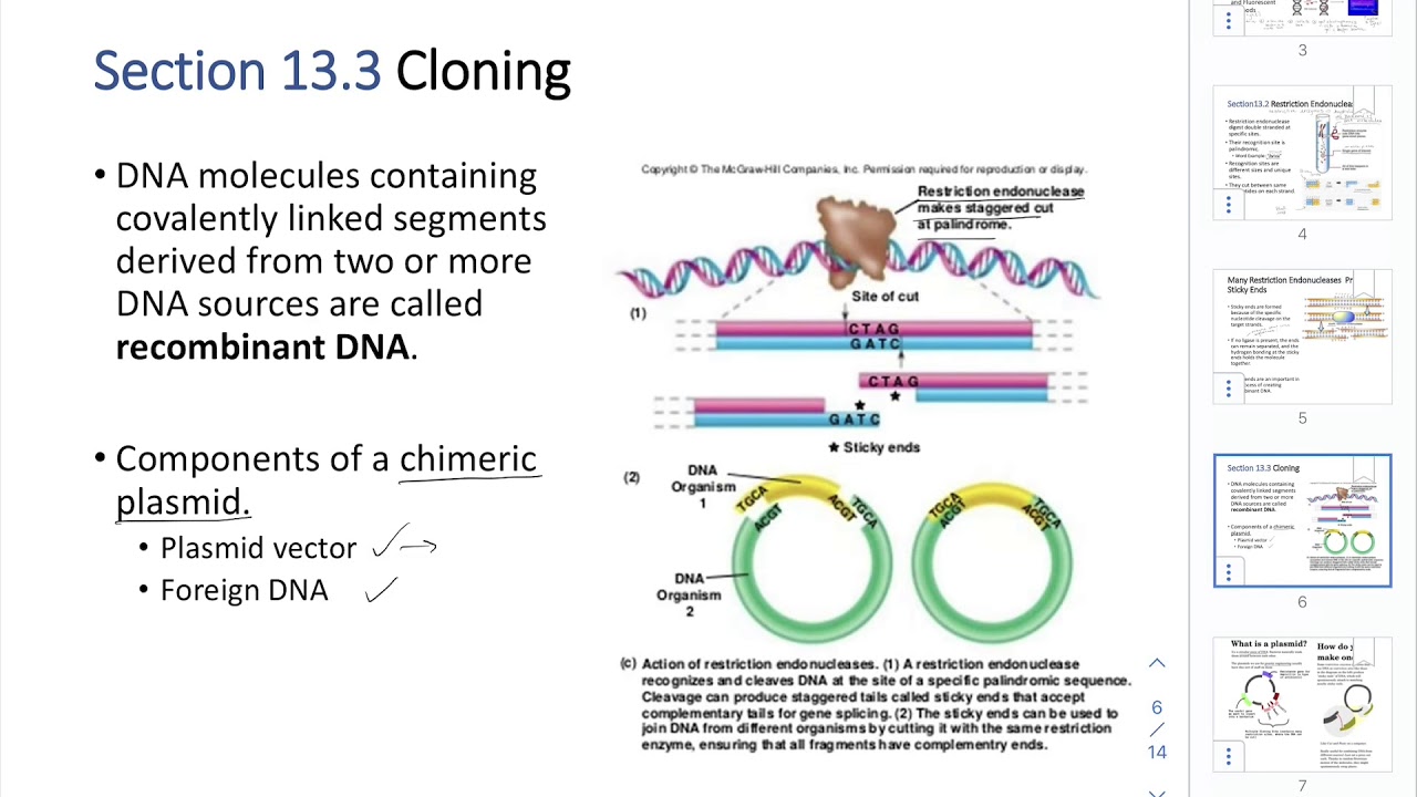CHEM205 CH13: Nucleic Acid Biotechnology Techniques Part2