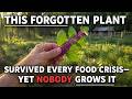 This Forgotten Plant Survived Every Food Crisis—Yet Nobody Grows It