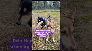 Ein Hund, der keine Aufgabe hat, sucht sich eine. #hundeverhalten #hundeverstehen #mehrhundehaltung
