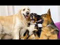 What a Golden Retriever, a Bernese Mountain Dog Puppy and a German Shepherd are doing on the Couch