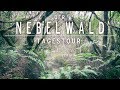 TOUR | Der Nebelwald auf Teneriffa | Urwald Erlebnis in Europa | HILLBILLY TV