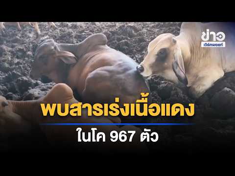 967 Cattle Found with Illegal Beta-Agonists, Police Crack Down on Supply Chain | Workpoint Noon N...