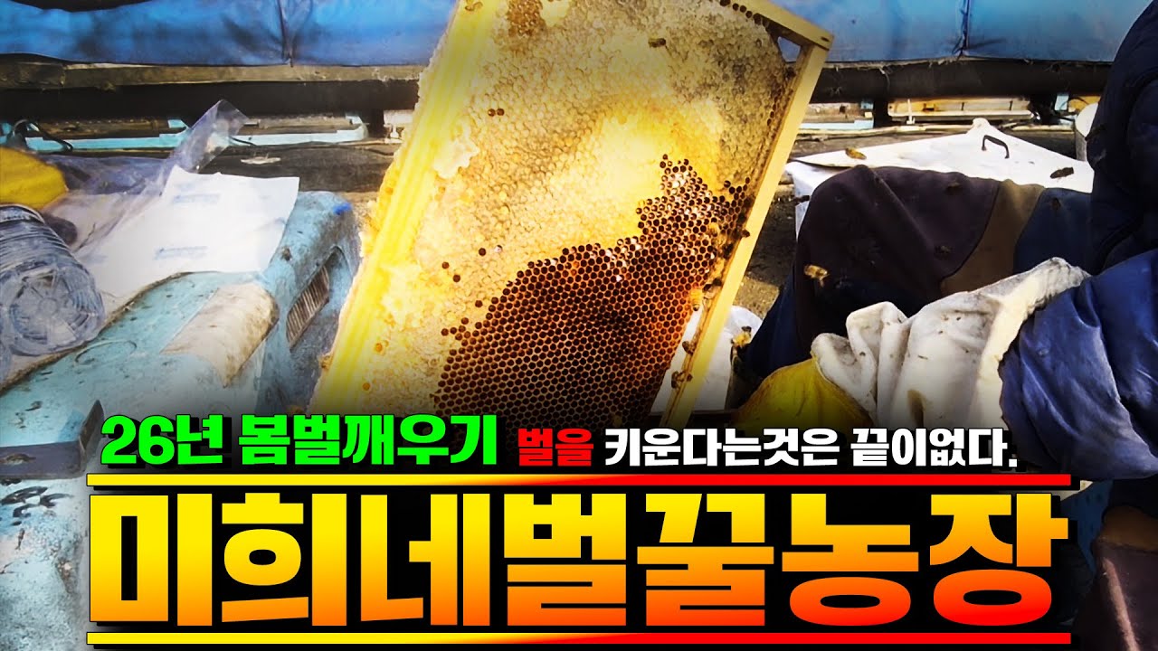 [미희네벌꿀농장]봄벌깨우기 했어요! 벌일은 해도 해도 끝이없네요..#양봉 #봄벌 #bee