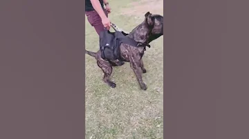 Encuentro Entre Bandogge Dogo Argentino 