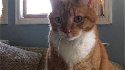 Shortest Video on Youtube (Parts 1-30)