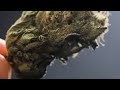 When to Harvest Cannabis and How to Trim