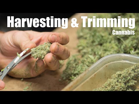 When to Harvest Cannabis and How to Trim
