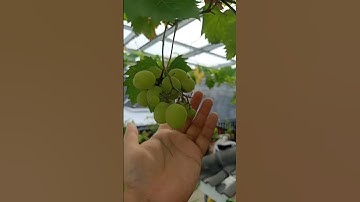 ANGGUR HIJAU DAN MULUS #anggurhijau #grape #anggurhitam #garden #anggurmerah #fruit #anggur