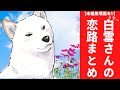 【世界の終わりに柴犬と】名言切り抜き#白柴の白雪さん恋路特集