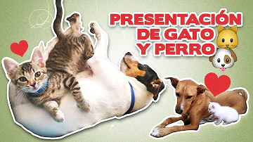 ¿Cómo introducir a un gato con un perro?