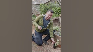 Are coffee grounds good for plants? ☕️🪴