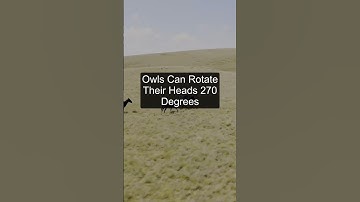 Owls Can Rotate Their Heads 270 Degrees