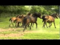 Pferde - Geboren in der Urzeit - NDR - Teil 3 von 3