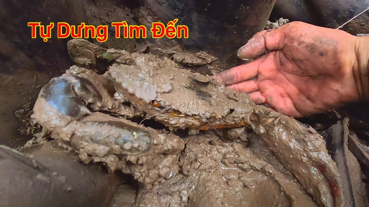 Không Muốn Mà Cứ Gặp Hoài Anh Thấy Rồi Chốn Đâu Cho Thoát 