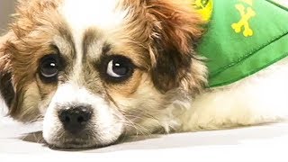 Lehigh Valley area shelter animals chosen for Puppy Bowl