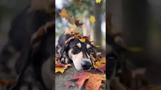 Dog taking siesta #autumn #leaves #tranquility