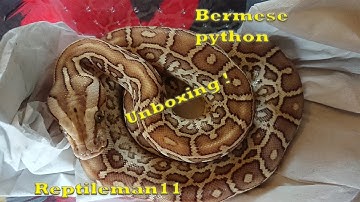 Baby Burmese python unboxing and viv setup !