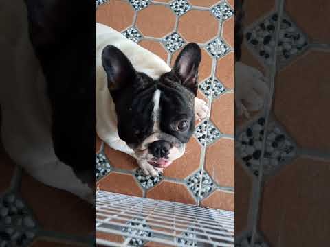 Cho cưng, tôi có làm gì đâu