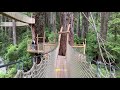 Stroll 100-feet Off the Ground Through a Redwood Forest