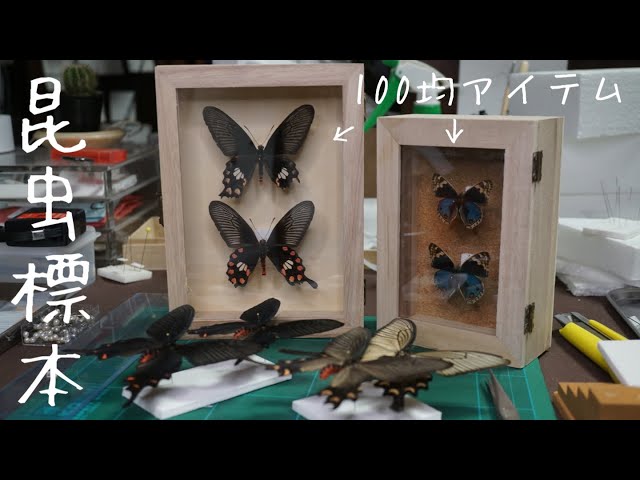 Insect Specimens] How to stylishly display your finished specimens