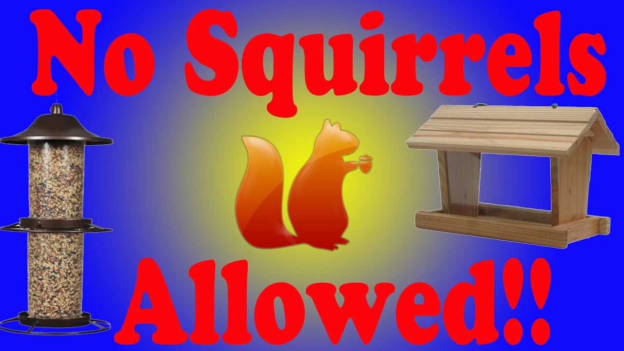 Squirrel Proof Your Bird Feeder - YouTube