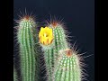 echinopsis huascha