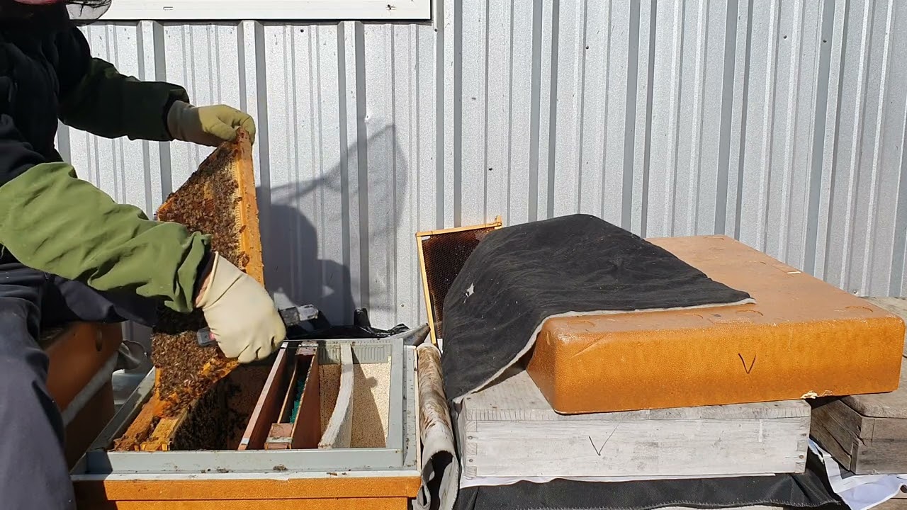 2026년1월5일 봄벌깨우기 