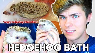 Hedgehog Bath Time! (she's not happy about it)