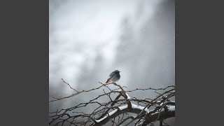 Little Birdie - Aleksey Chistilin