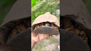 Why are Box Turtle Shells so Unique?? 🤔