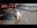 子猫初めての外泊　外で無邪気に走る姿が愛おしすぎました【感動】