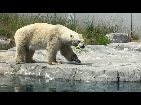 20250623:今日の円山動物園