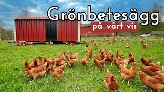 Tar ut nya hönsflocken på grönbete