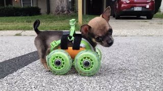 Two-Legged Puppy Loves To Race Around On His Wheels 3D Printed Cart! by The DoCa 758 views 1 month ago 5 minutes, 15 seconds