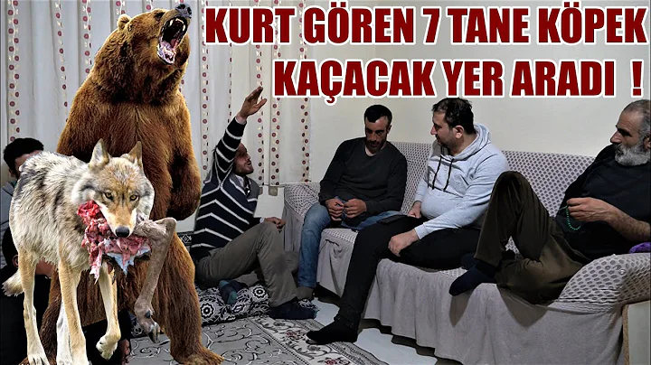 KURT GREN 7 TANE KPEK KAACAK YER ARADI DED !( YAAN...