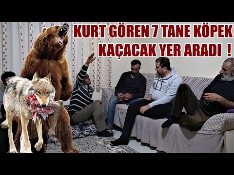 Video: Tamamen Doğru olan 7 Köpek Halkı Kalıplaşmış