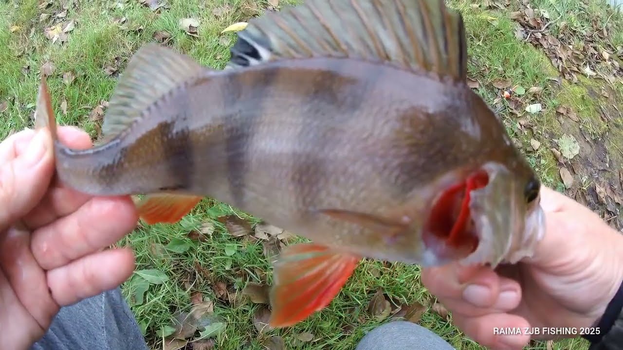 ŽVEJYBA / ANT GYVOS ŽUVELĖS / KURMIO BYRKA  (N-18)