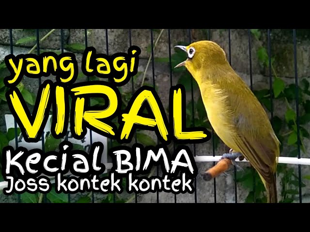 Kecial Joss Gacor dan Ciak Sangat Ampuh Bikin Kecial Kuning Malas Bunyi Emosi Jos Gacor Gesit class=