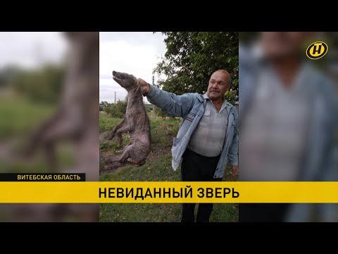 Видео: 23 Животные, которые являются полноразмерными королевами