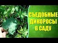 ☘ Какие дикоросы можно есть  на садовом участке ? Съедобные сорняки и не только.