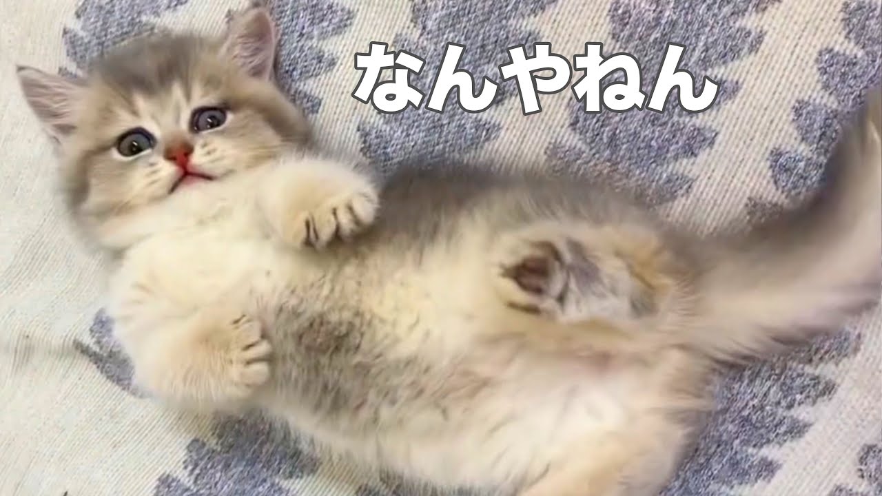 What is this cat? [dubbing] - YouTube