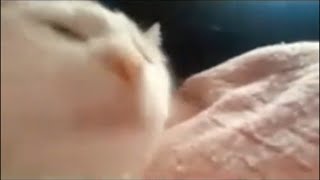 Air Max Violin Music Google Search Ngram Viewer Meme Theme