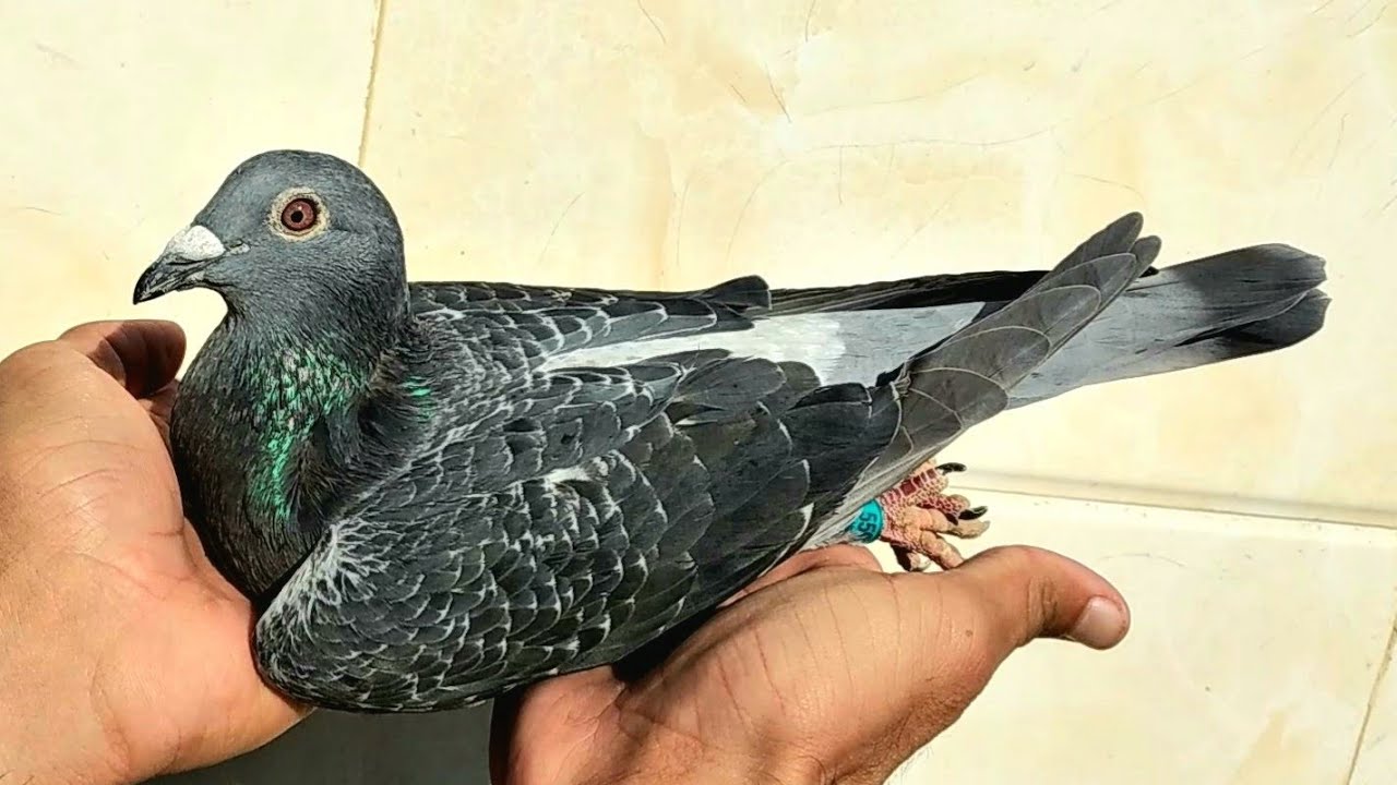 Awesome Eye Sign Of Racing Pigeon | Two Sisters| Racing Pigeon - YouTube