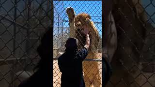 Huge Lion  ( lion and tiger )