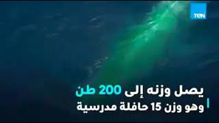 خروج الحوت الازرق على شواطئ اسكندريه معلومات عامه عنه