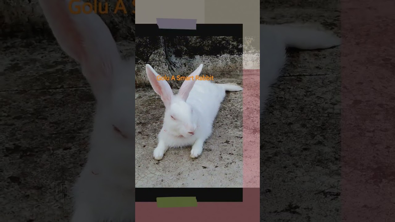 Rabbit Video 