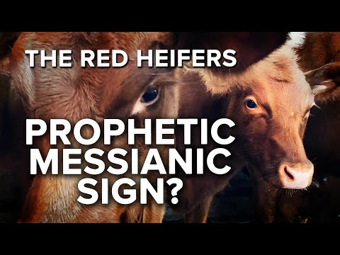 Jerusalem Dateline - Is Red Heifers’ Israel Arrival Prophetic Sign Hailing Messiah’s Return?