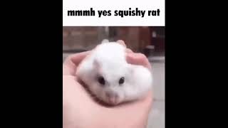 mmm yes squishy rat