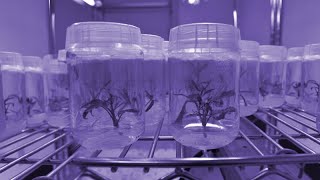 Cannabis Micropropagation